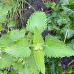 Nepeta catariaLeaf