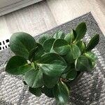 Peperomia magnoliifoliaLevél