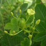 Jatropha chevalieri ഫലം