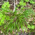 Brachypodium sylvaticum Blad