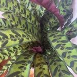 Calathea lancifolia Hoja