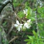 Prunus spinosa Bloem