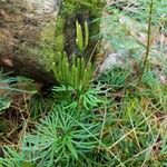 Lycopodium digitatum Elinympäristö