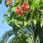 Combretum indicum Folha