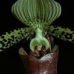 Paphiopedilum sukhakulii Flower
