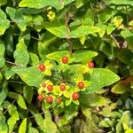 Hypericum x inodorum Meyve