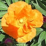 Papaver rupifragum 整株植物