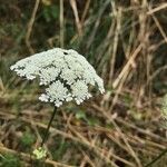 Daucus muricatus Květ