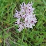 Neotinea tridentata Flower