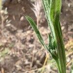 Centaurea melitensis Φύλλο