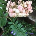 Sorbus domestica Fruto