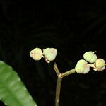 Euphorbia sinclairiana Vrucht