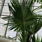 Livistona chinensis Folha