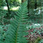 Polystichum aculeatumBlad