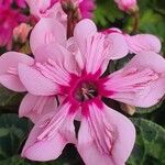 Cyclamen spp.Flower