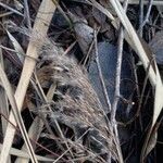 Phragmites australis Fruit