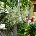 Adonidia merrillii फल