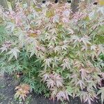 Acer palmatum Агульны выгляд