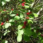 Lonicera xylosteum Leaf