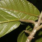 Ficus brevibracteata Hoja