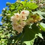 Dombeya burgessiae Floare