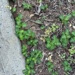 Phyllanthus urinaria Leaf