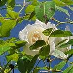 Rosa abietina List