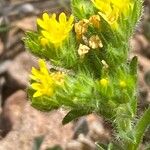 Neatostema apulum Hábito