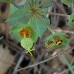 Euphorbia minuta Gyümölcs