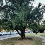 Cupressus cashmeriana Συνήθη χαρακτηριστικά