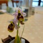 Ophrys tenthredinifera Цвят