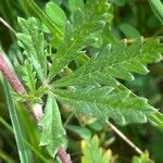 Potentilla inclinata Leaf