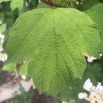 Viburnum sargentii Leaf