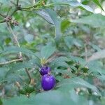 Psychotria suterella Fruto
