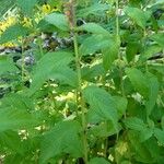 Teucrium canadense Blatt