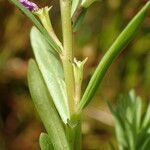 Lythrum hyssopifolia Plod