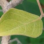 Combretum apiculatum Leaf