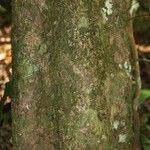 Siparuna decipiens Kabuk