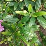 Tibouchina mutabilis ഇല