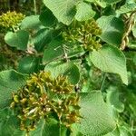 Viburnum lantanaFruit