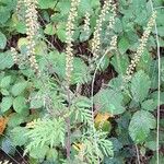 Ambrosia artemisiifolia Хабит