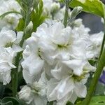 Matthiola incana Flower