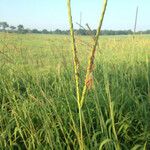 Tripsacum dactyloides Habit