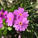 Primula farinosa Fleur