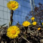 Tussilago farfara Flower