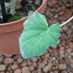 Pelargonium echinatum Hoja