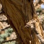 Adenocarpus viscosus Bark