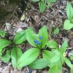 Clintonia borealis Fruit