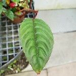 Impatiens hians Leaf