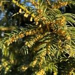 Taxus baccata Flower